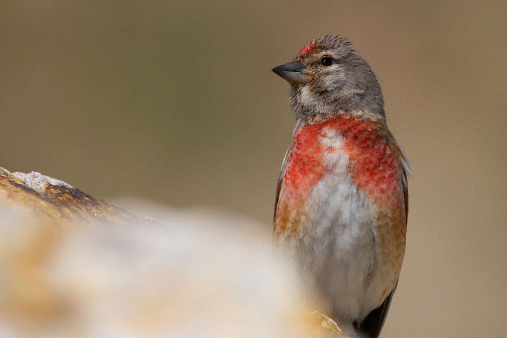 Bluthänfling LBV Gemeinsam Bayerns Natur schützen